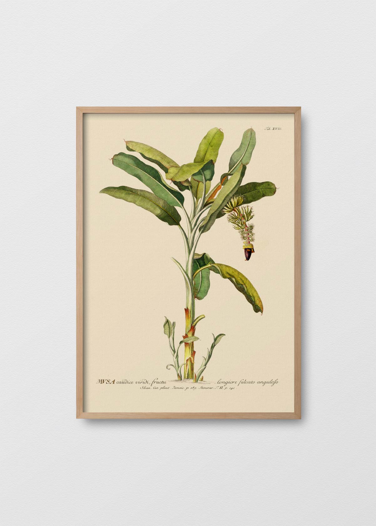 Regalo Entrega Flash - Cuadro Papel Banano Antique N2