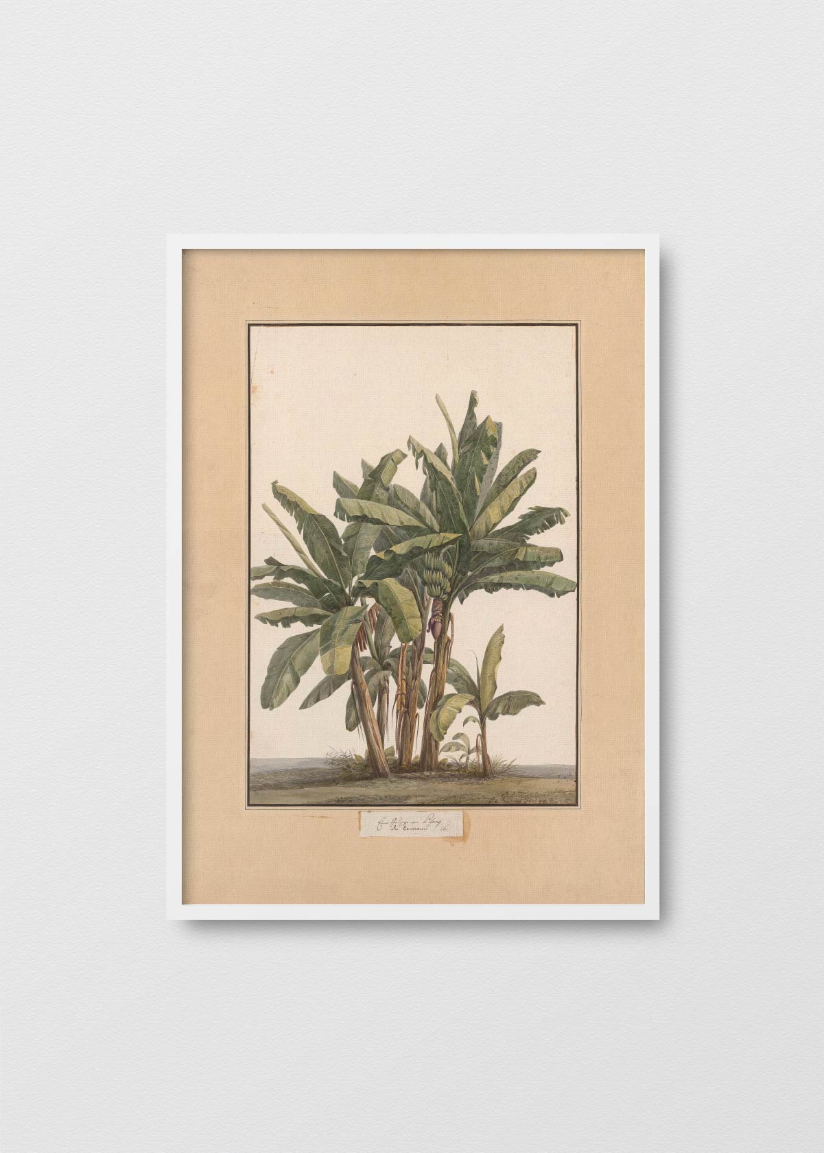 Banano Antique N3 - Testimoniaprints
