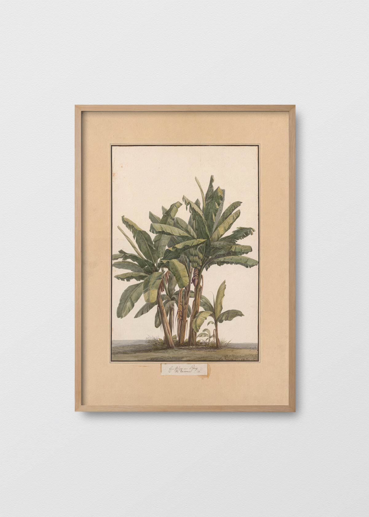 Banano Antique N3 - Testimoniaprints