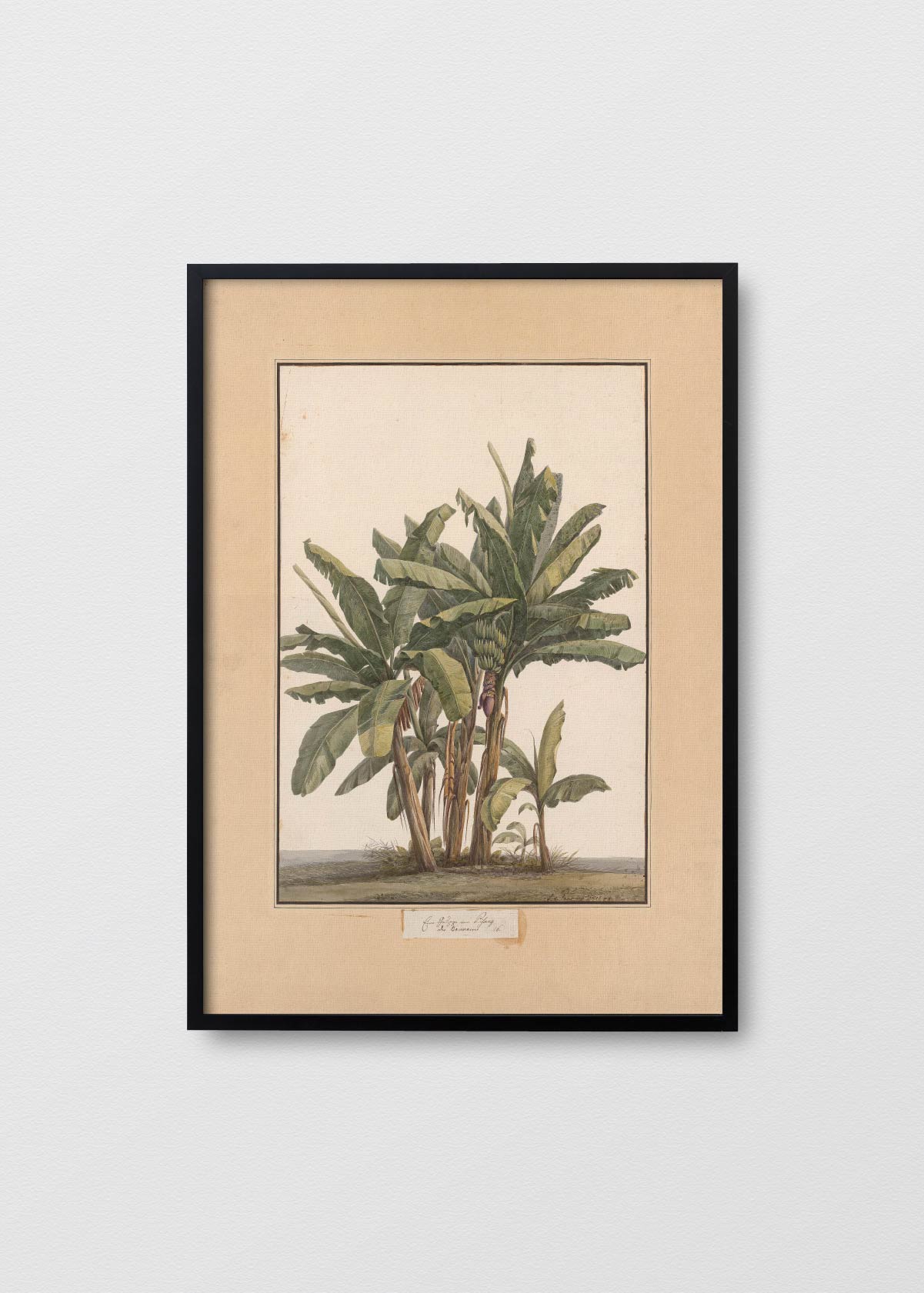 Banano Antique N3 - Testimoniaprints