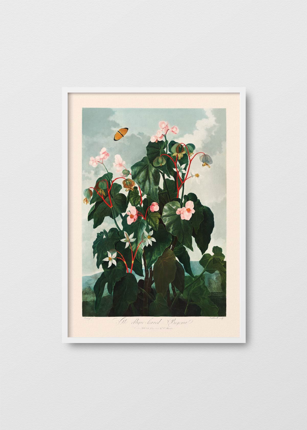 Begonia - Testimoniaprints