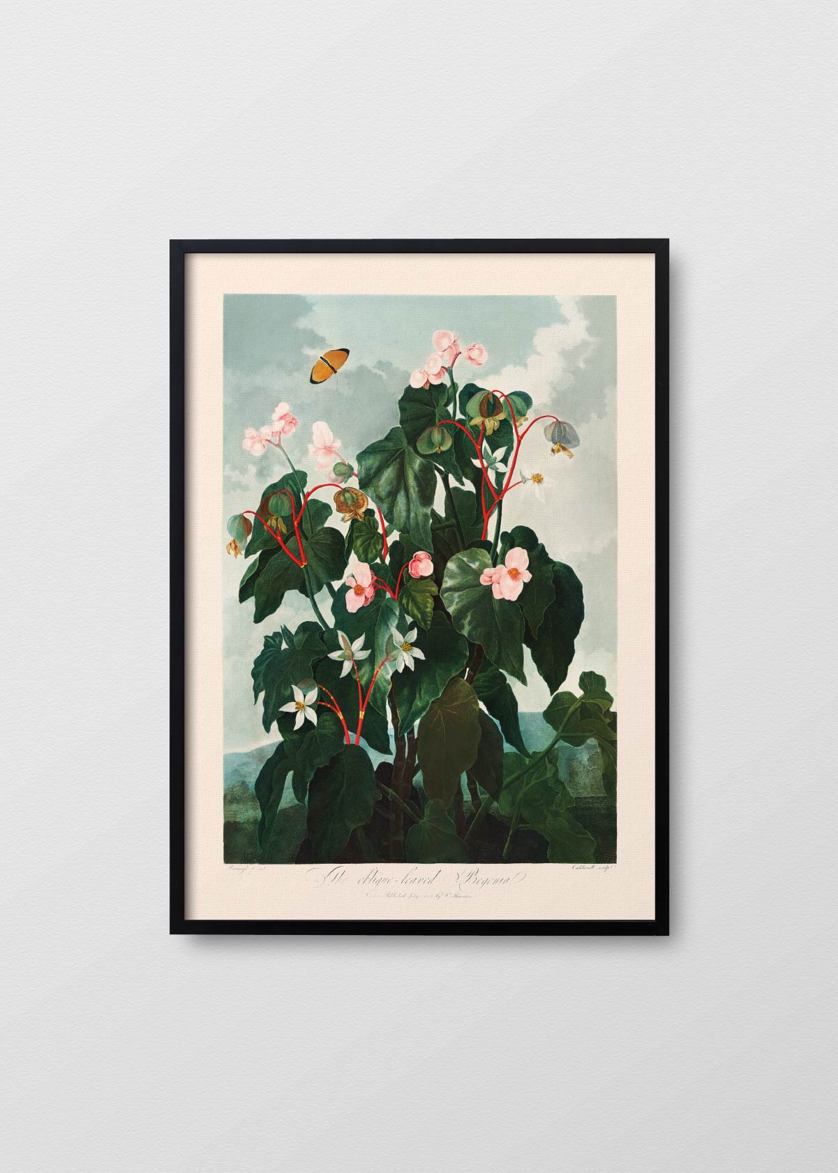 Begonia - Testimoniaprints