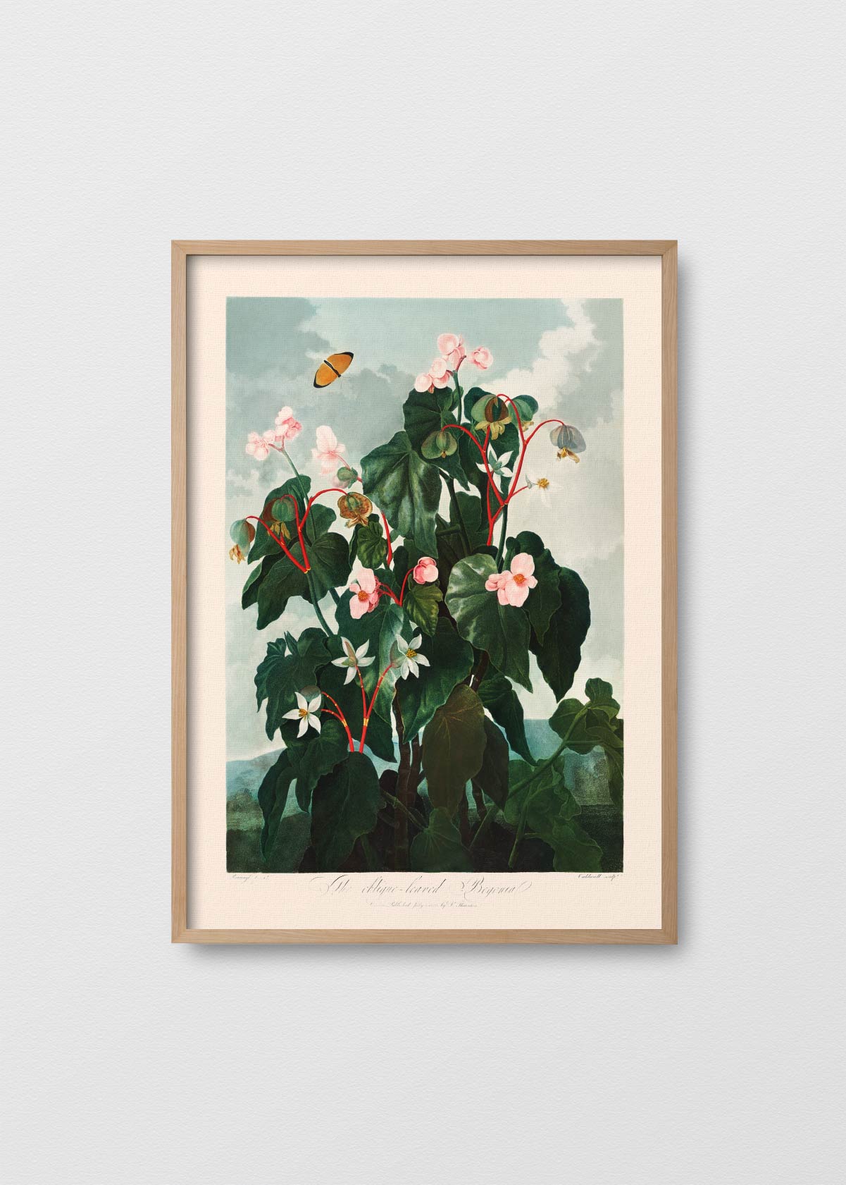 Begonia - Testimoniaprints