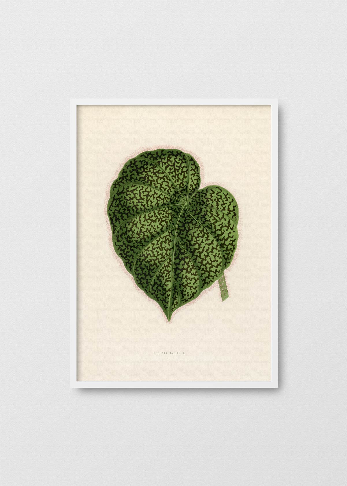 Begonia Daedalea - Testimoniaprints