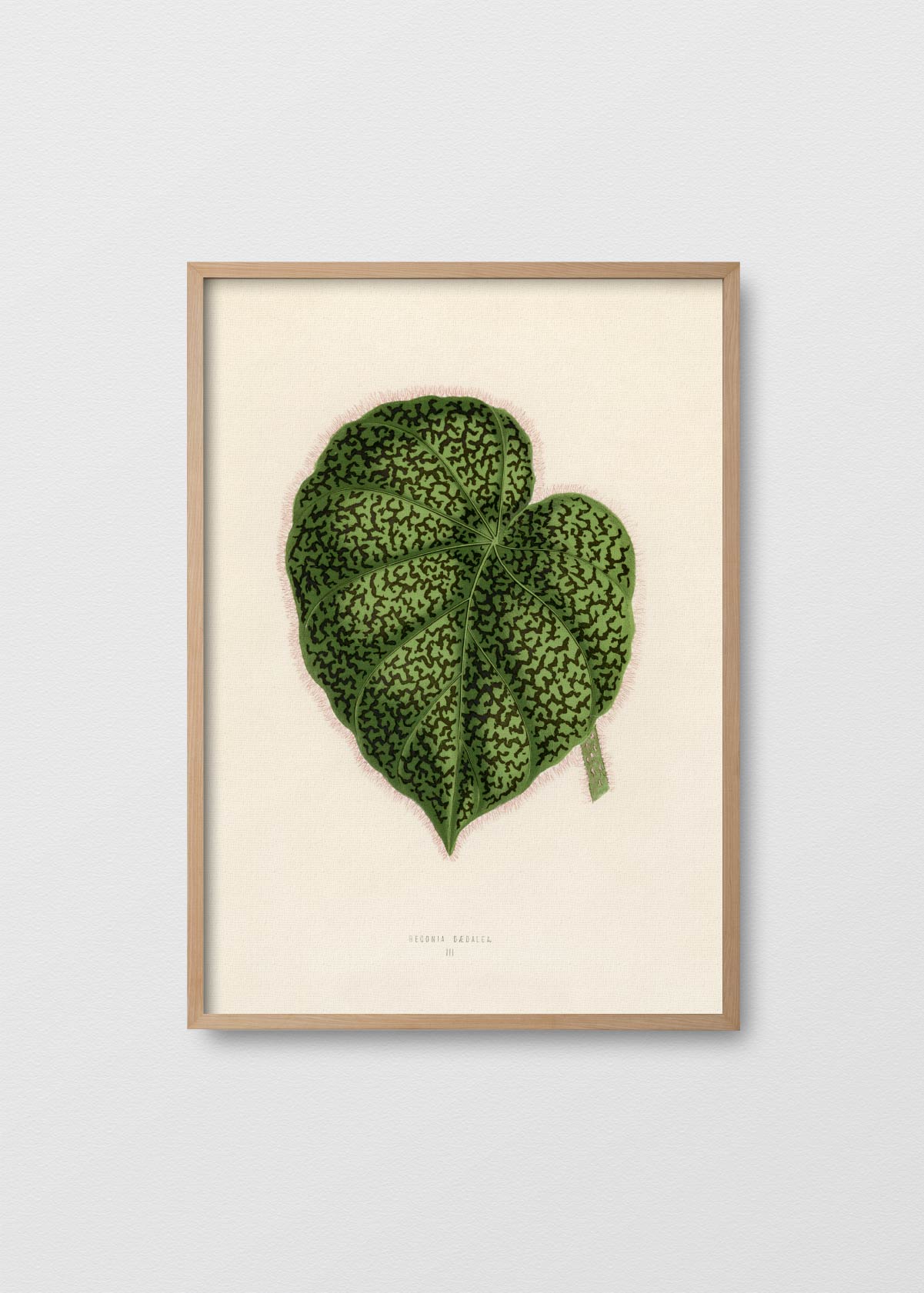 Begonia Daedalea - Testimoniaprints