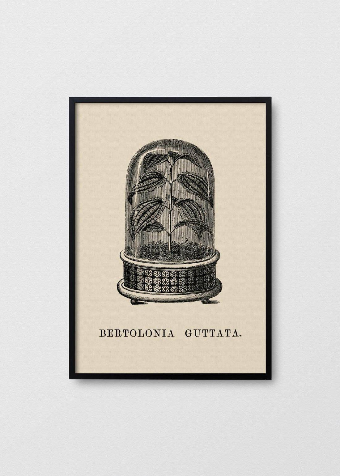 Bertolonia Guttata - Testimoniaprints
