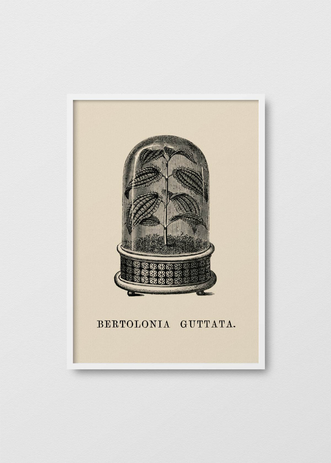 Bertolonia Guttata - Testimoniaprints