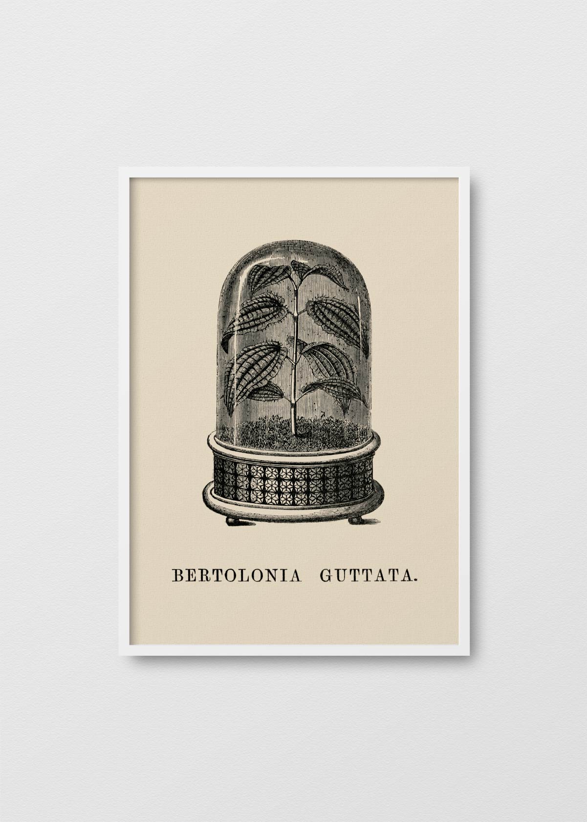 Bertolonia Guttata - Testimoniaprints
