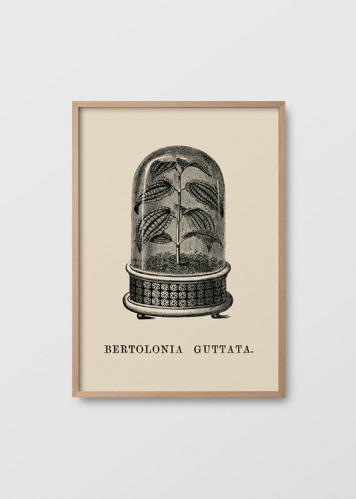 Bertolonia Guttata - Testimoniaprints