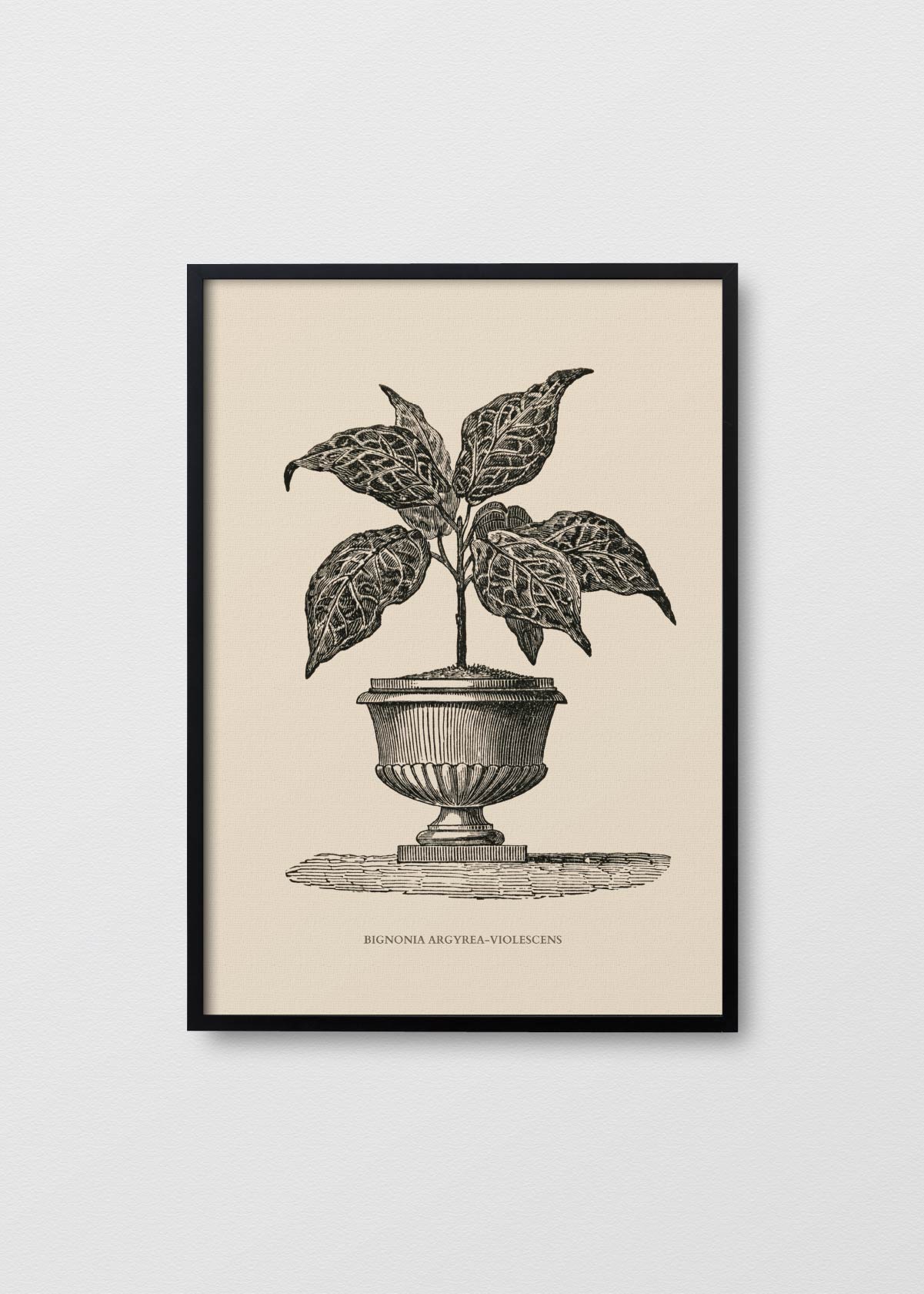 Bignonia Argyrea - Testimoniaprints