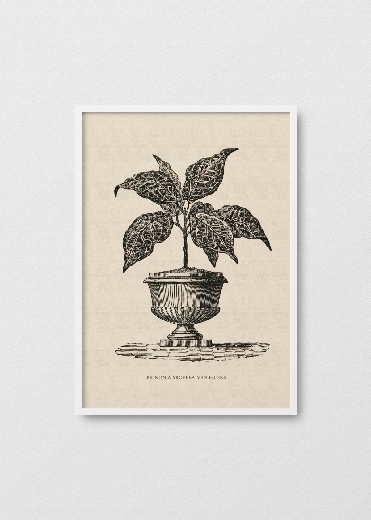 Bignonia Argyrea - Testimoniaprints