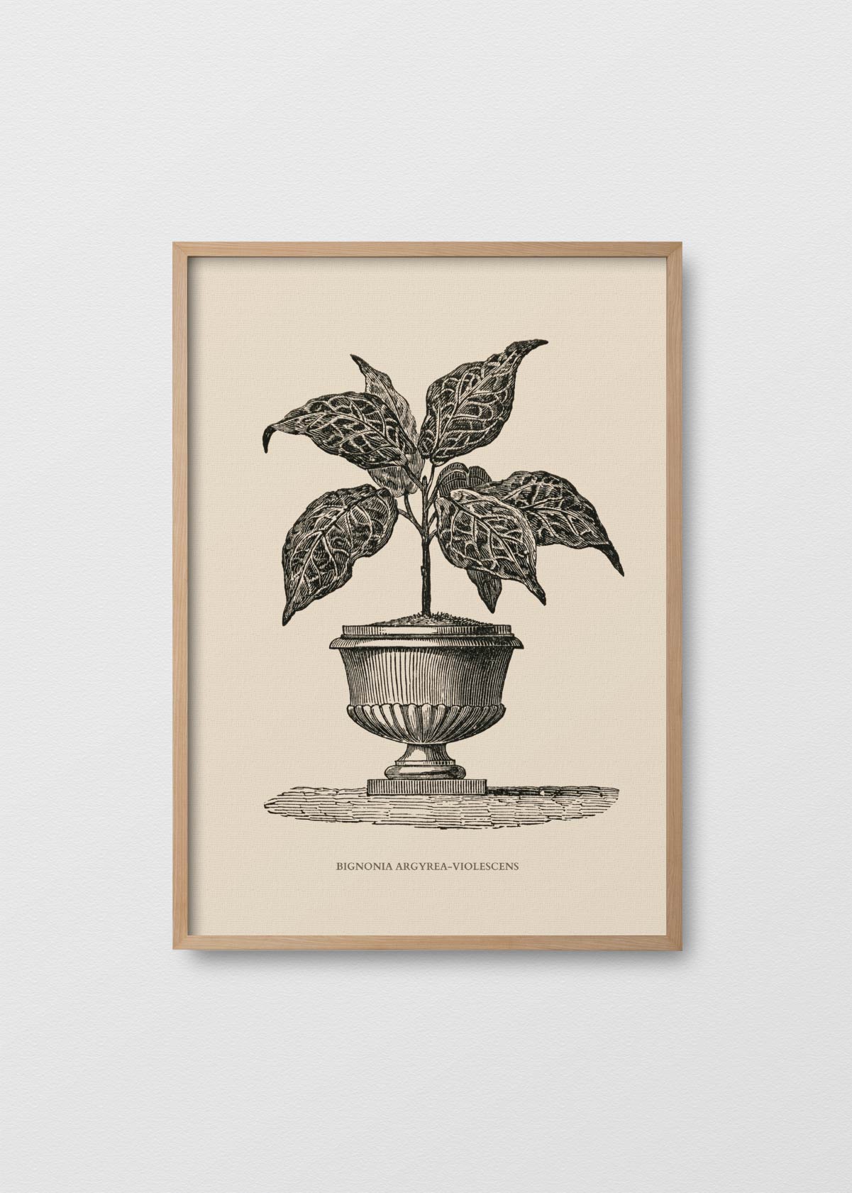 Bignonia Argyrea - Testimoniaprints