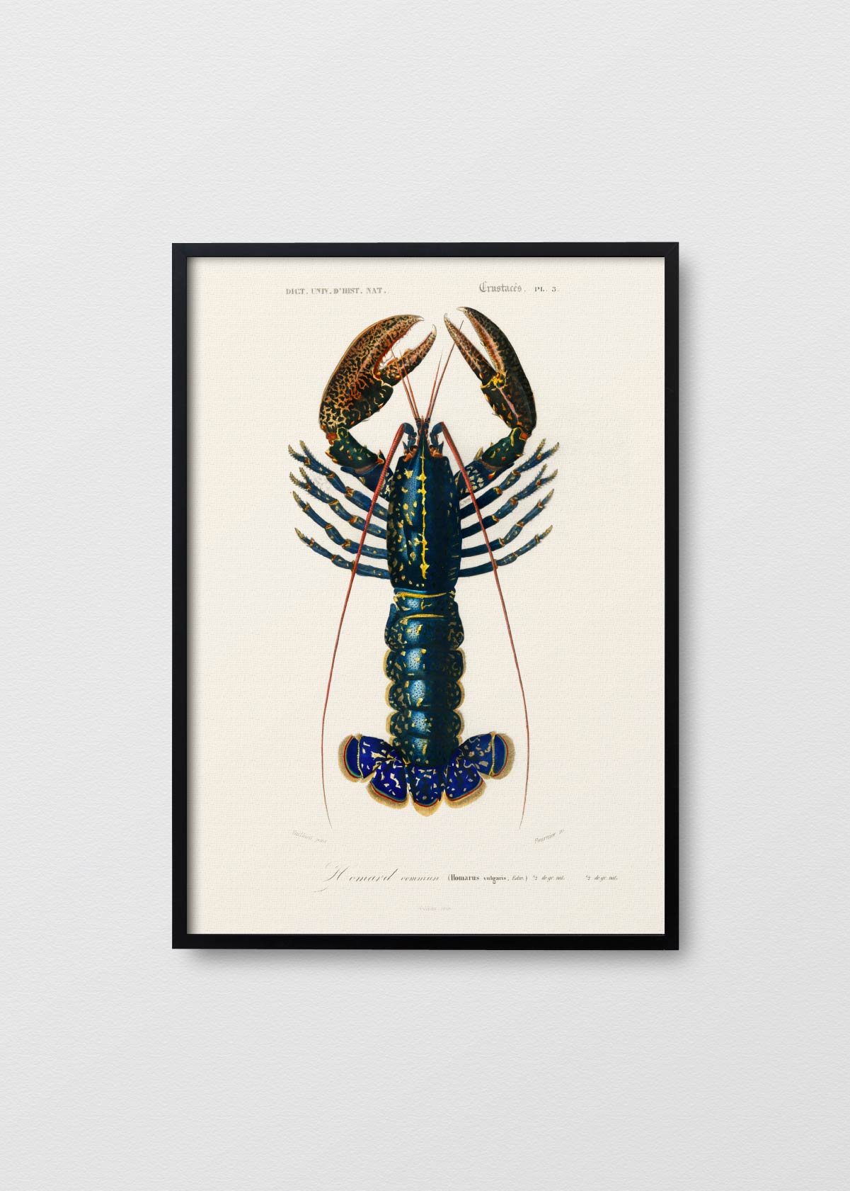 Bogavante Azul - Testimoniaprints