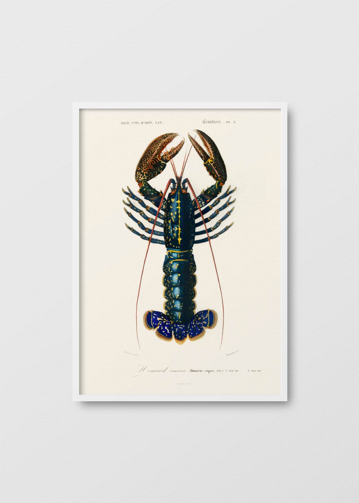 Bogavante Azul - Testimoniaprints