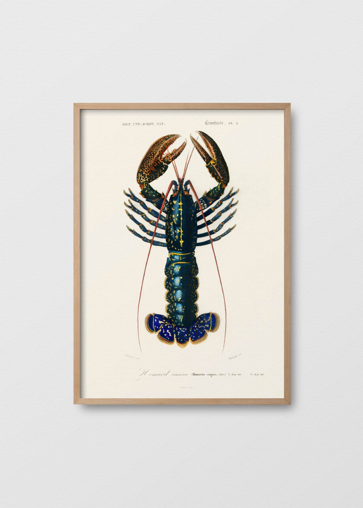 Bogavante Azul - Testimoniaprints