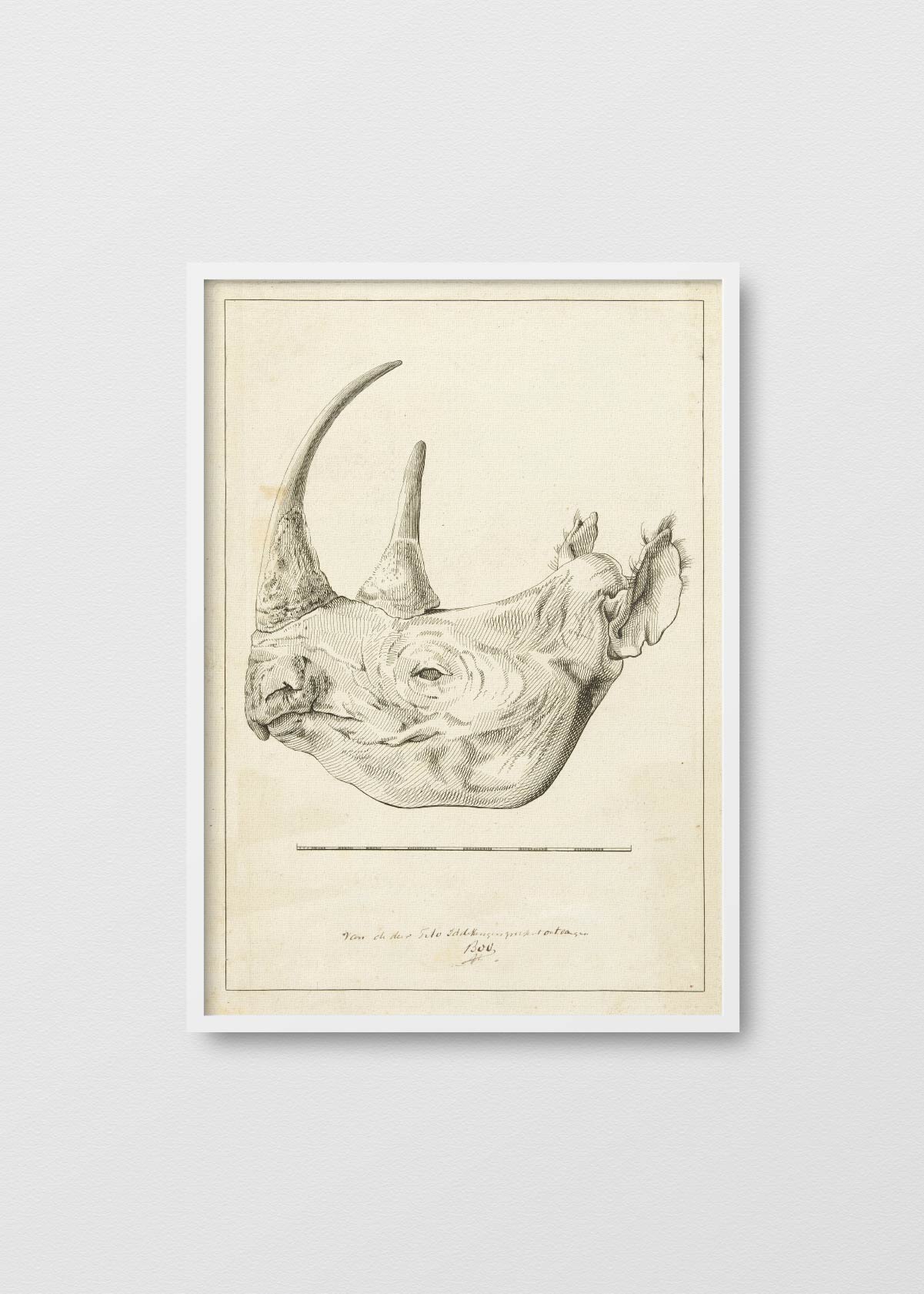 Cabeza de Rhinos - Testimoniaprints