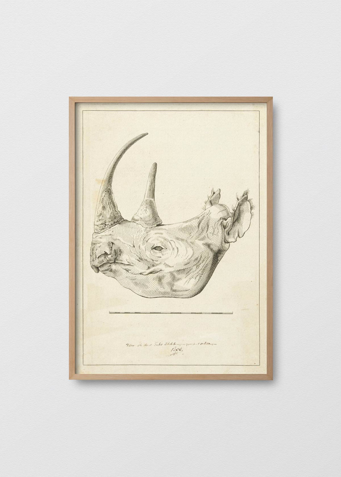 Cabeza de Rhinos - Testimoniaprints