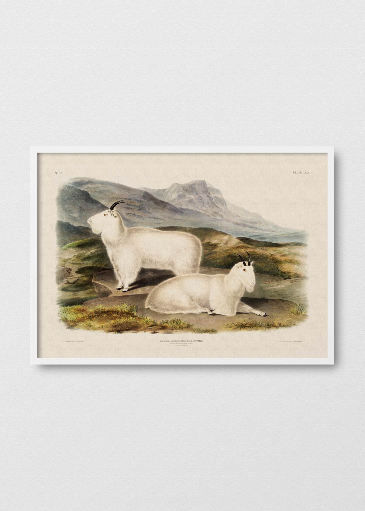 Cabras de Montaña - Testimoniaprints