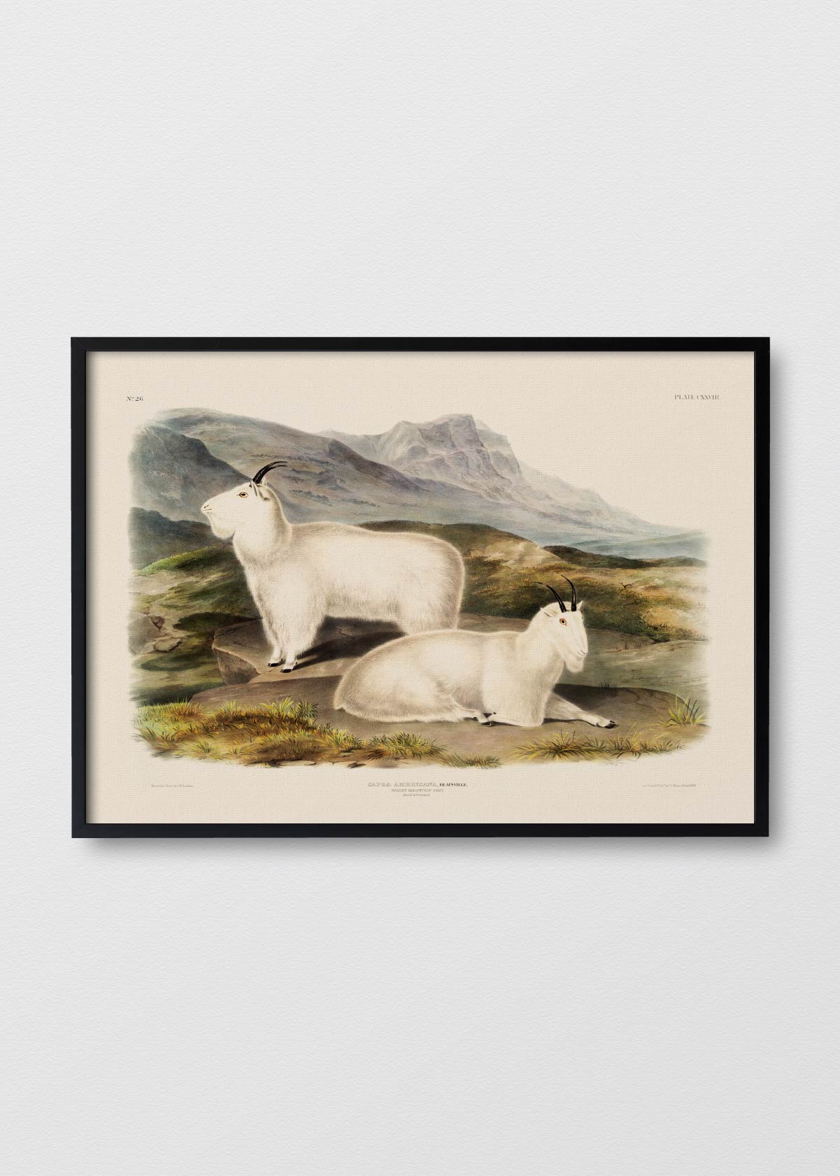Cabras de Montaña - Testimoniaprints