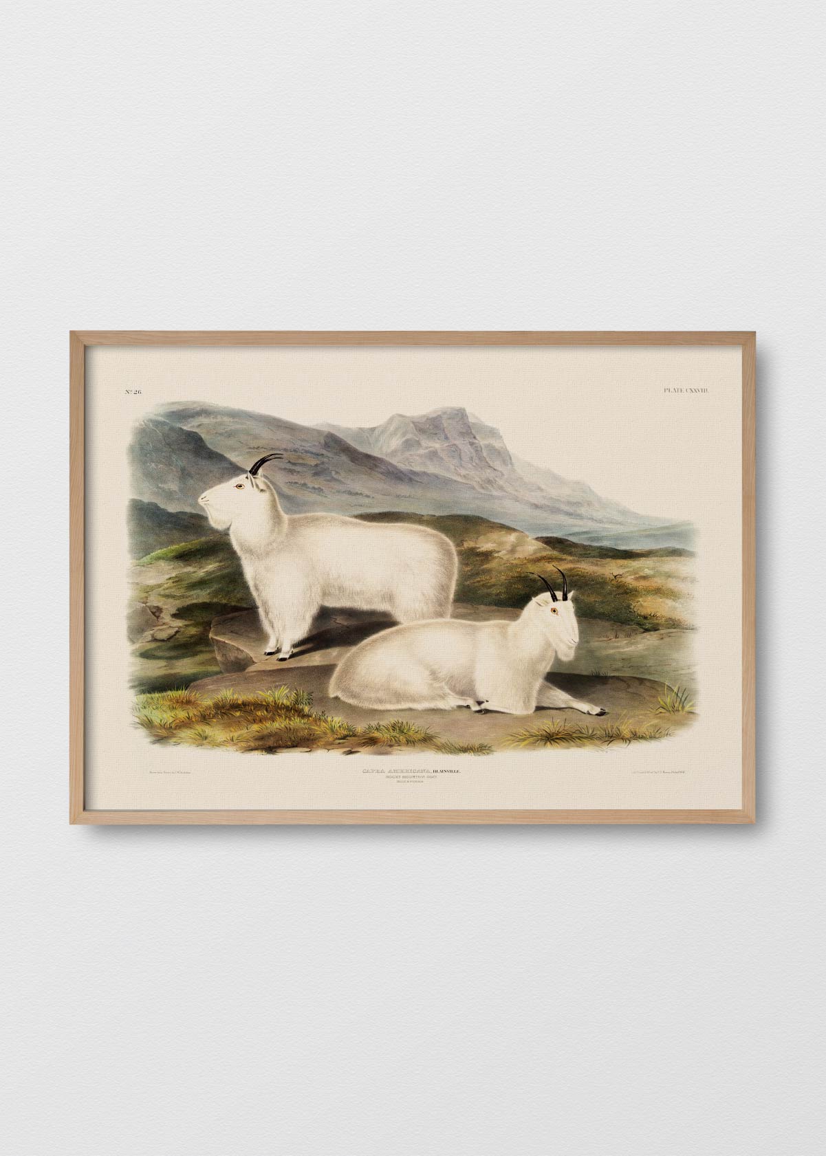 Cabras de Montaña - Testimoniaprints