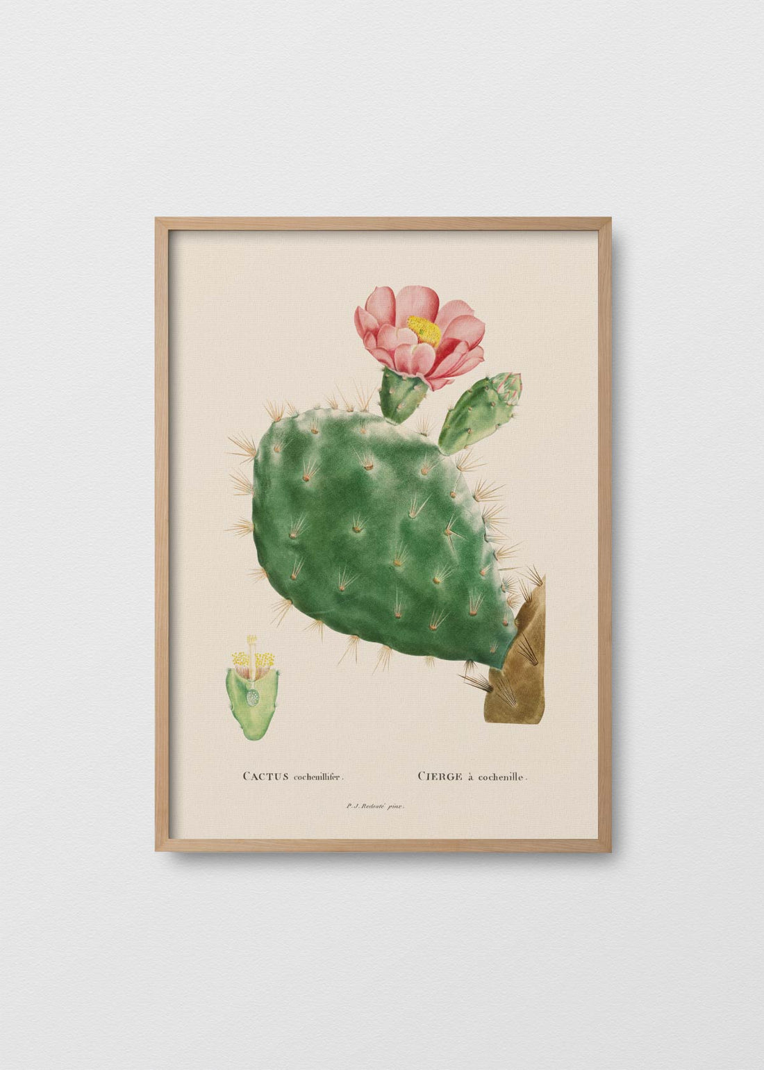 Cactus Cochenillifer - Testimoniaprints