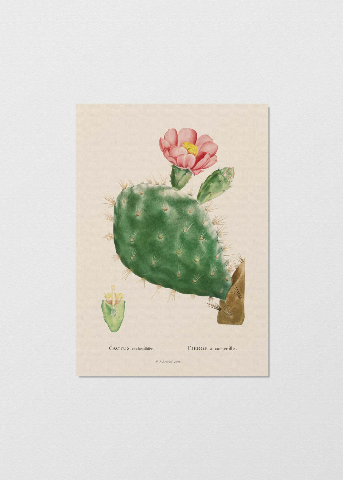 Cactus Cochenillifer - Testimoniaprints