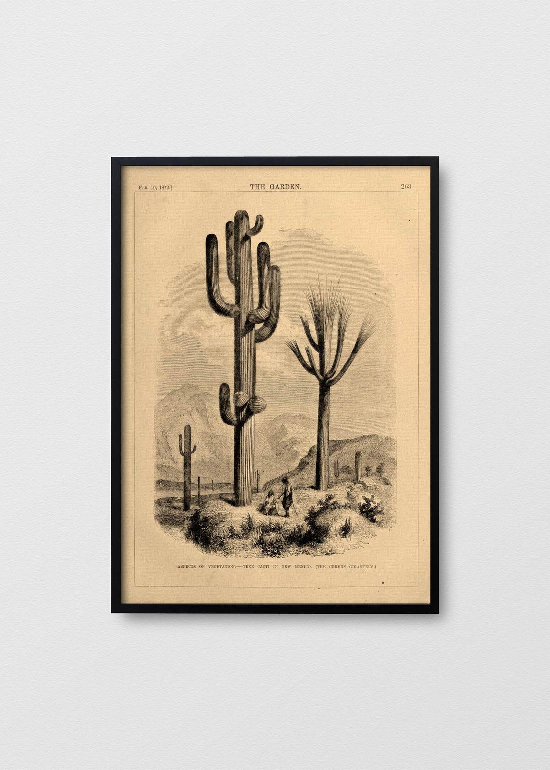 Cactus New Mexico - Testimoniaprints