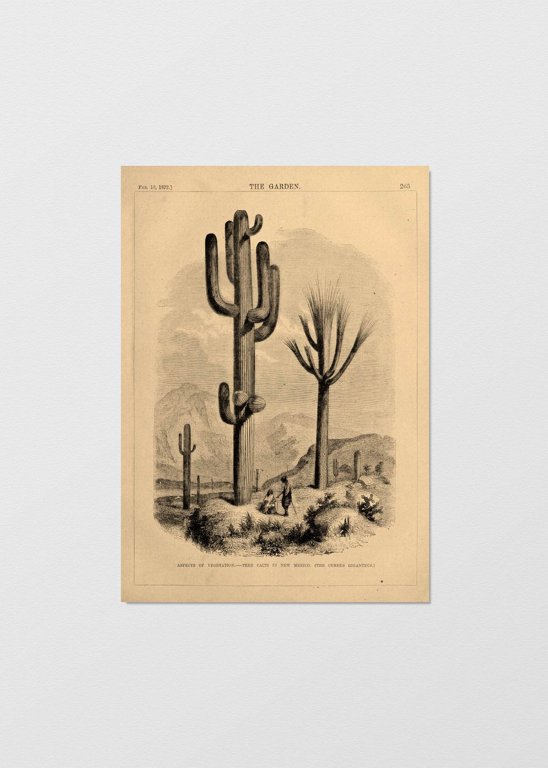 Cactus New Mexico - Testimoniaprints