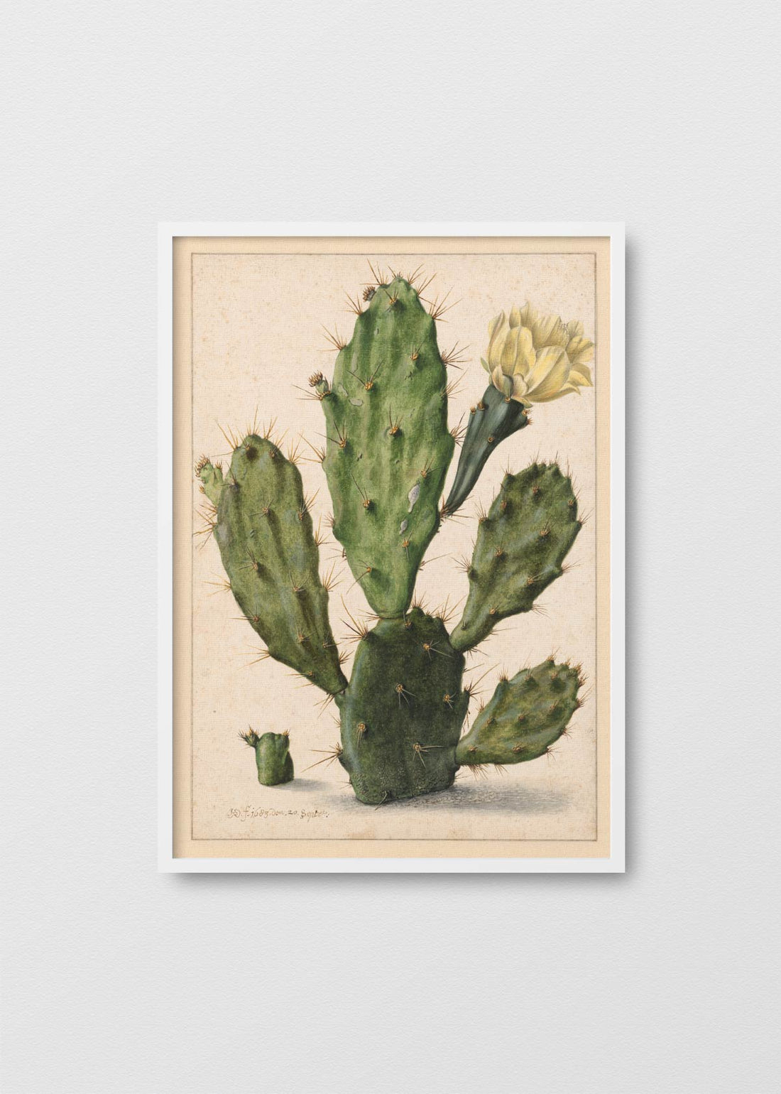 Cactus Nopal - Testimoniaprints
