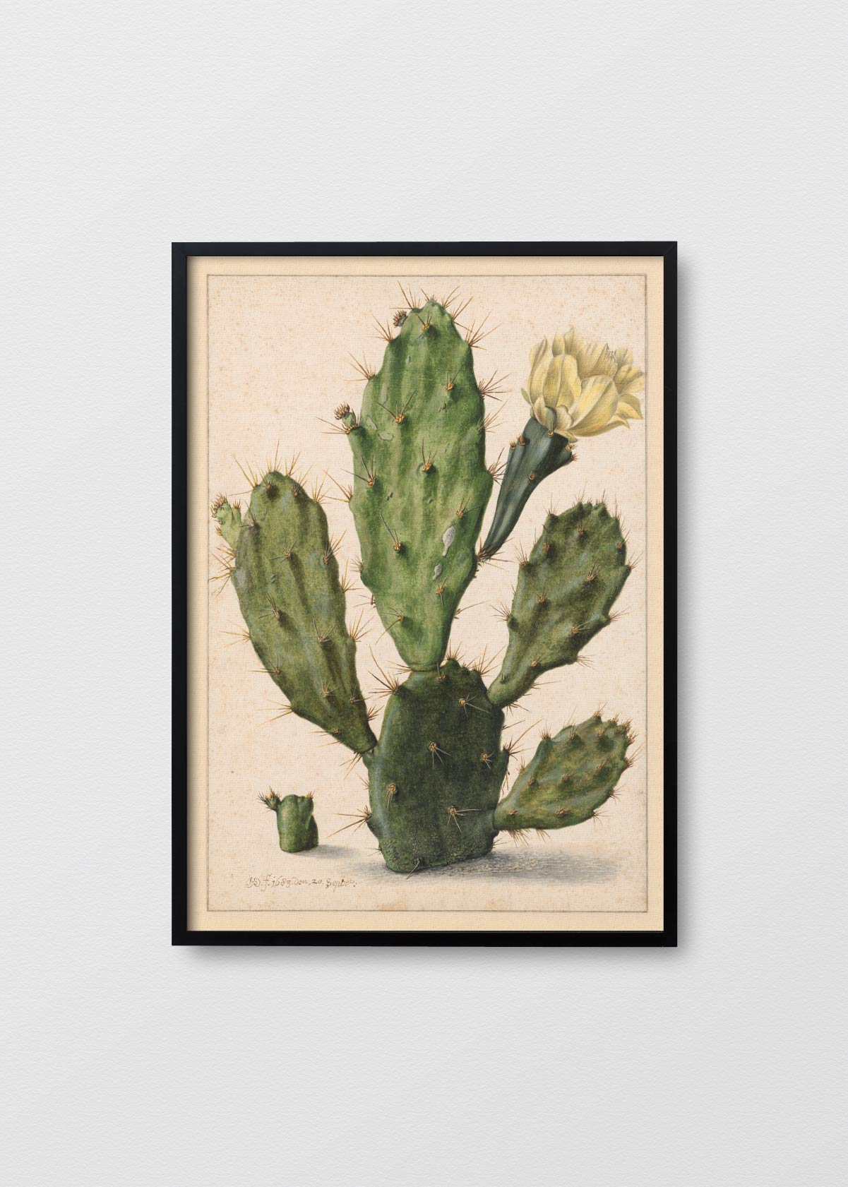 Cactus Nopal - Testimoniaprints
