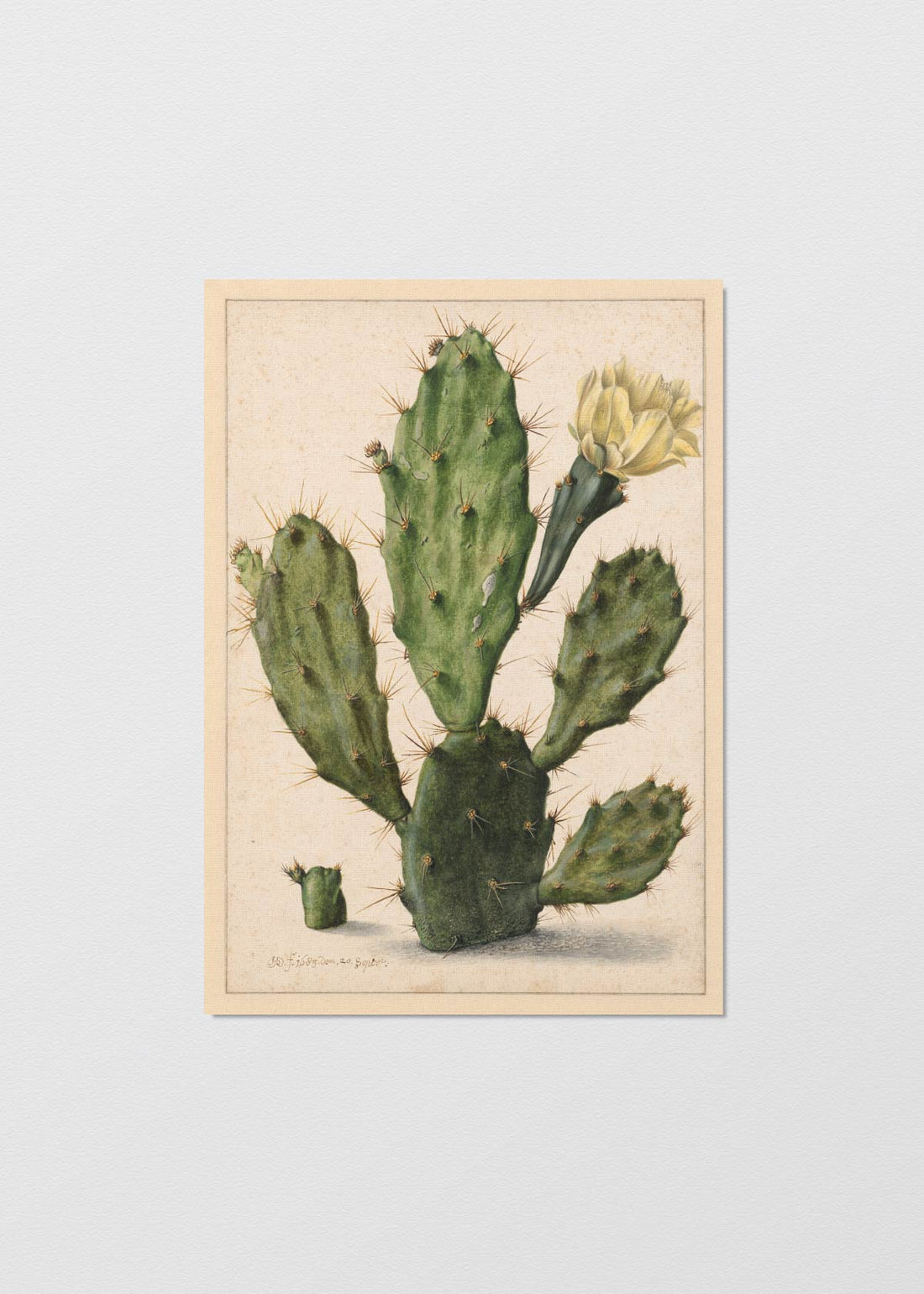 Cactus Nopal - Testimoniaprints