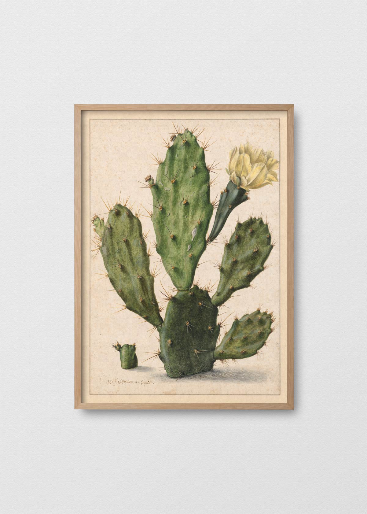 Cactus Nopal - Testimoniaprints