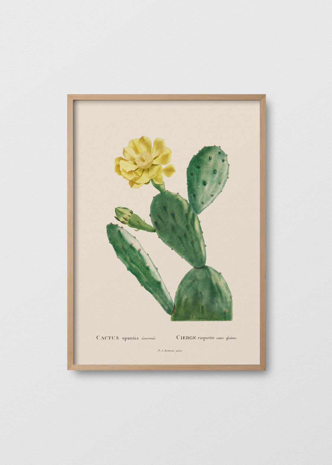 Cactus Opuntia II - Testimoniaprints