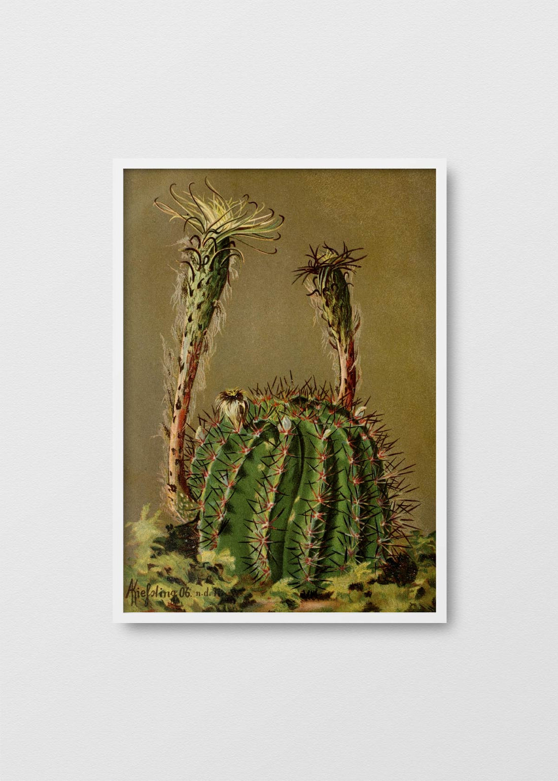 Cactus San pedro - Testimoniaprints