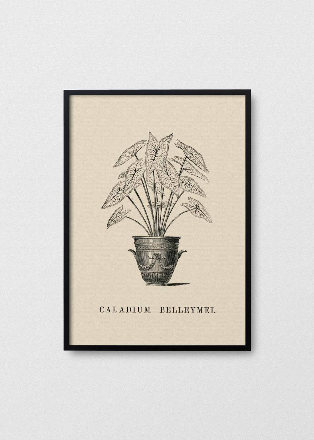 Caladium Belleymei - Testimoniaprints