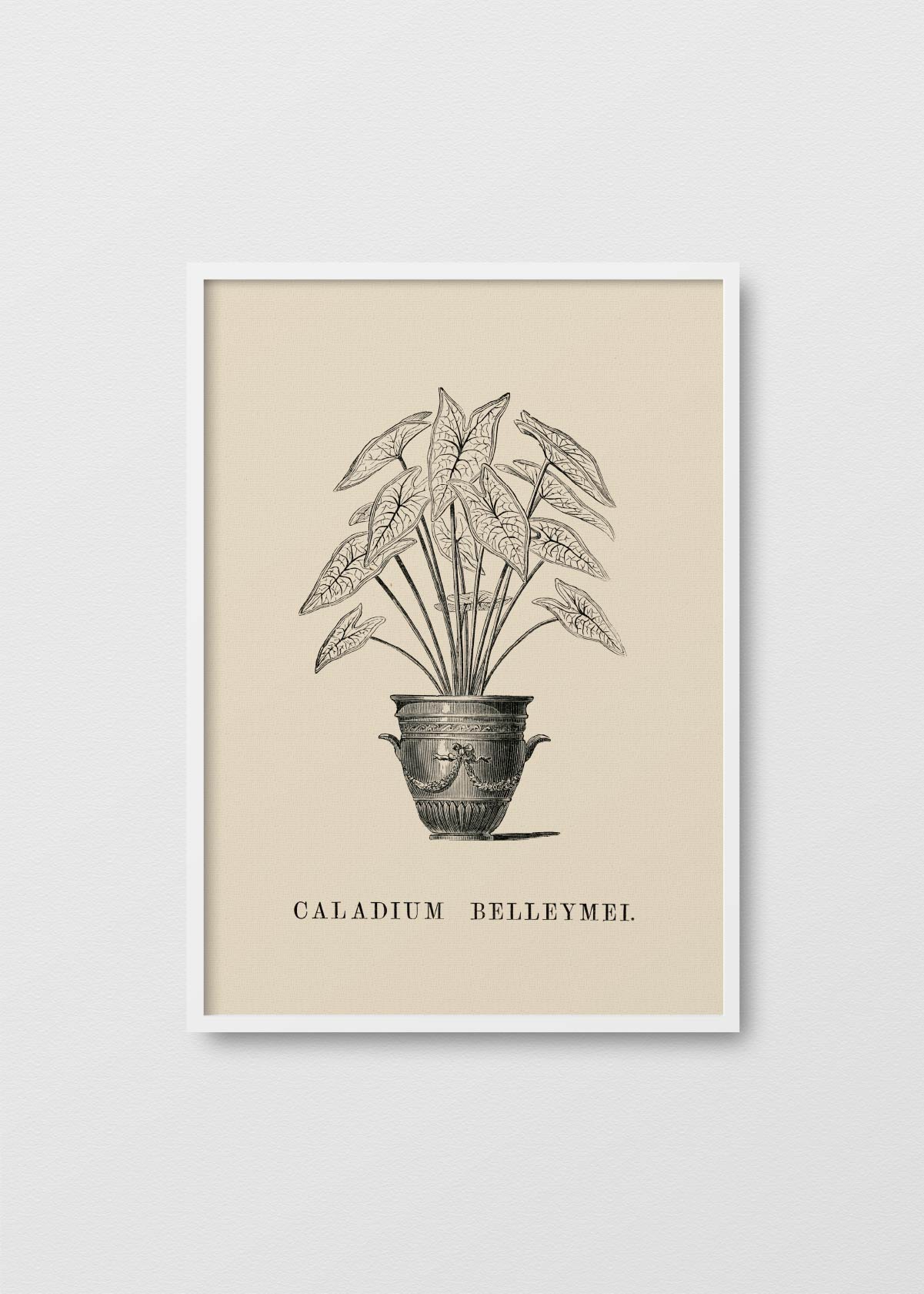 Caladium Belleymei - Testimoniaprints