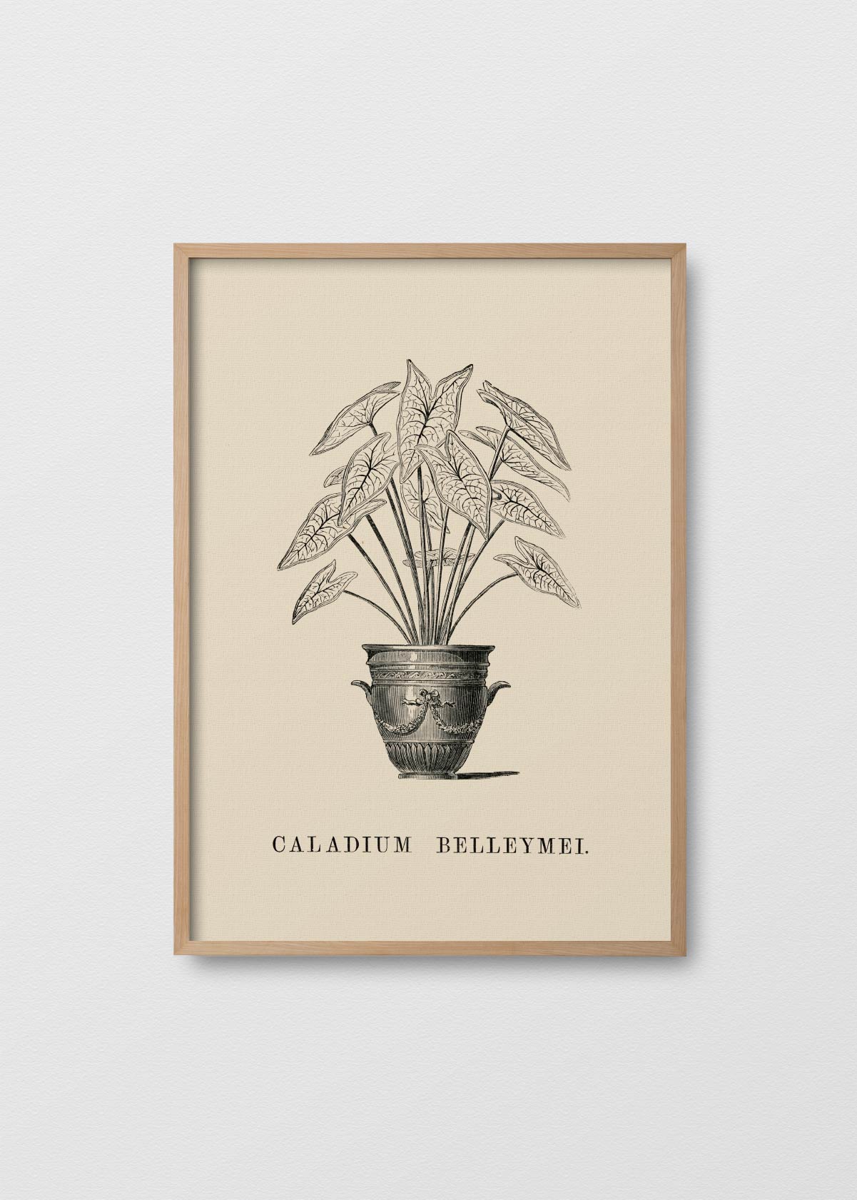 Caladium Belleymei - Testimoniaprints