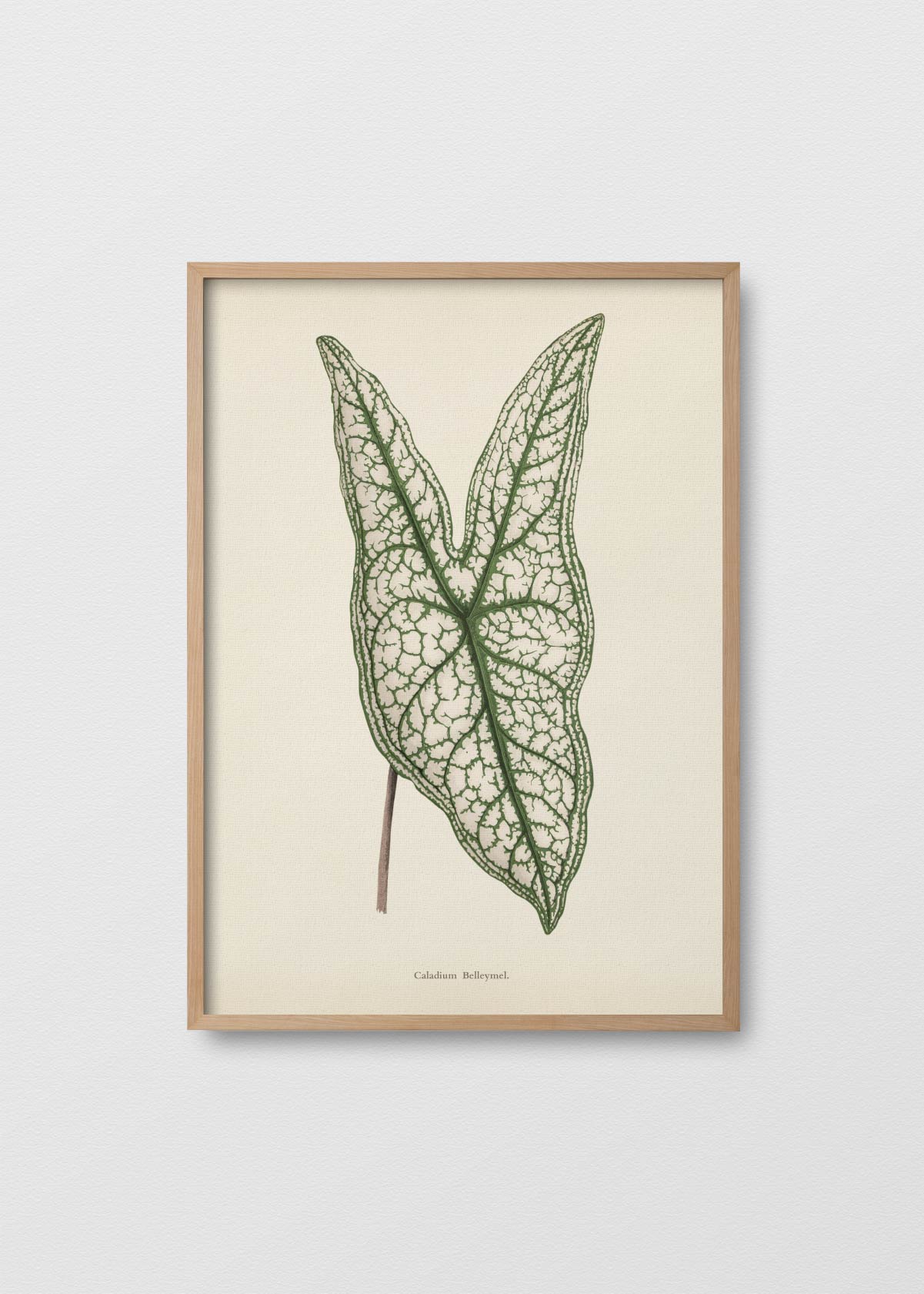 Caladium Belleymel - Testimoniaprints
