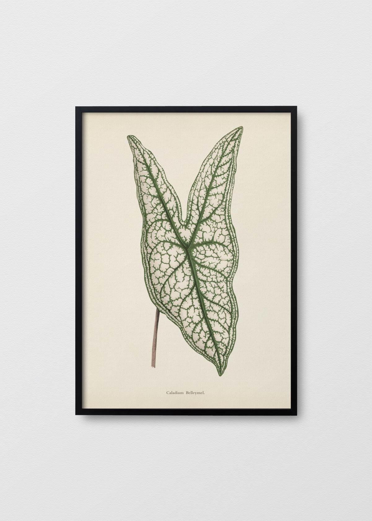 Caladium Belleymel - Testimoniaprints