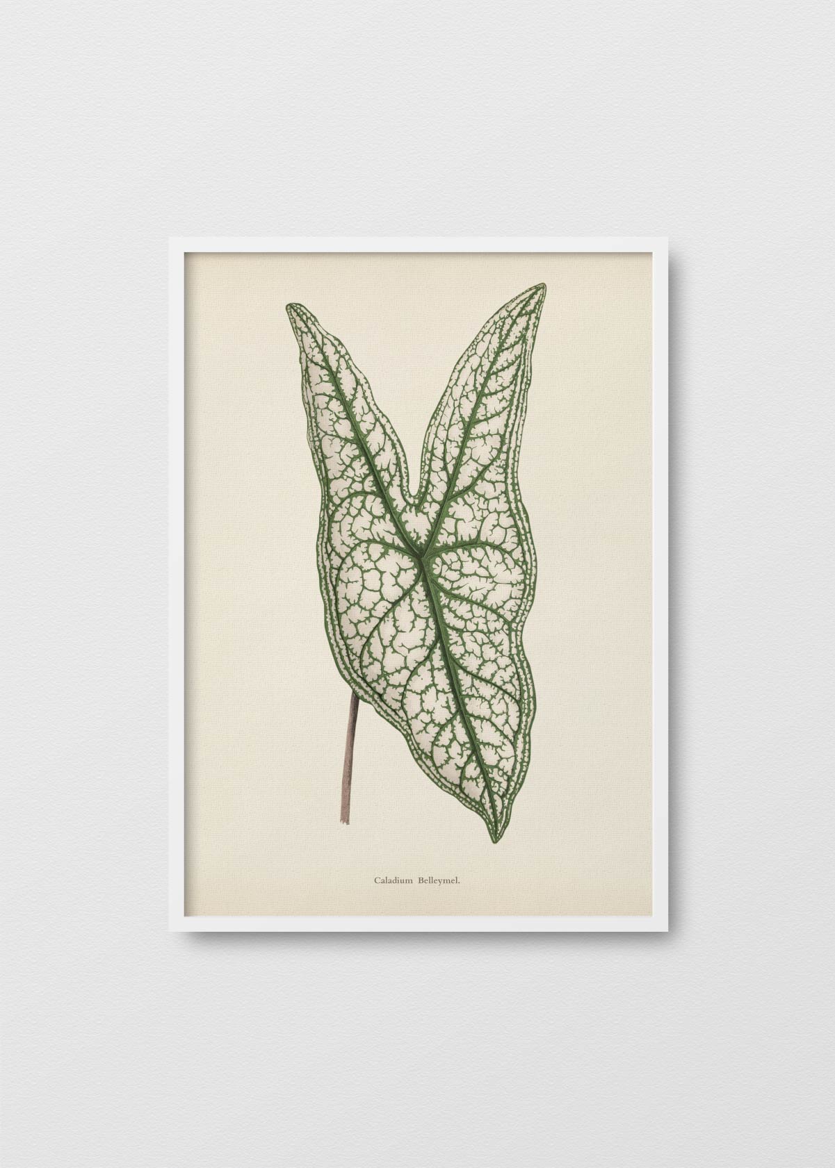 Caladium Belleymel - Testimoniaprints