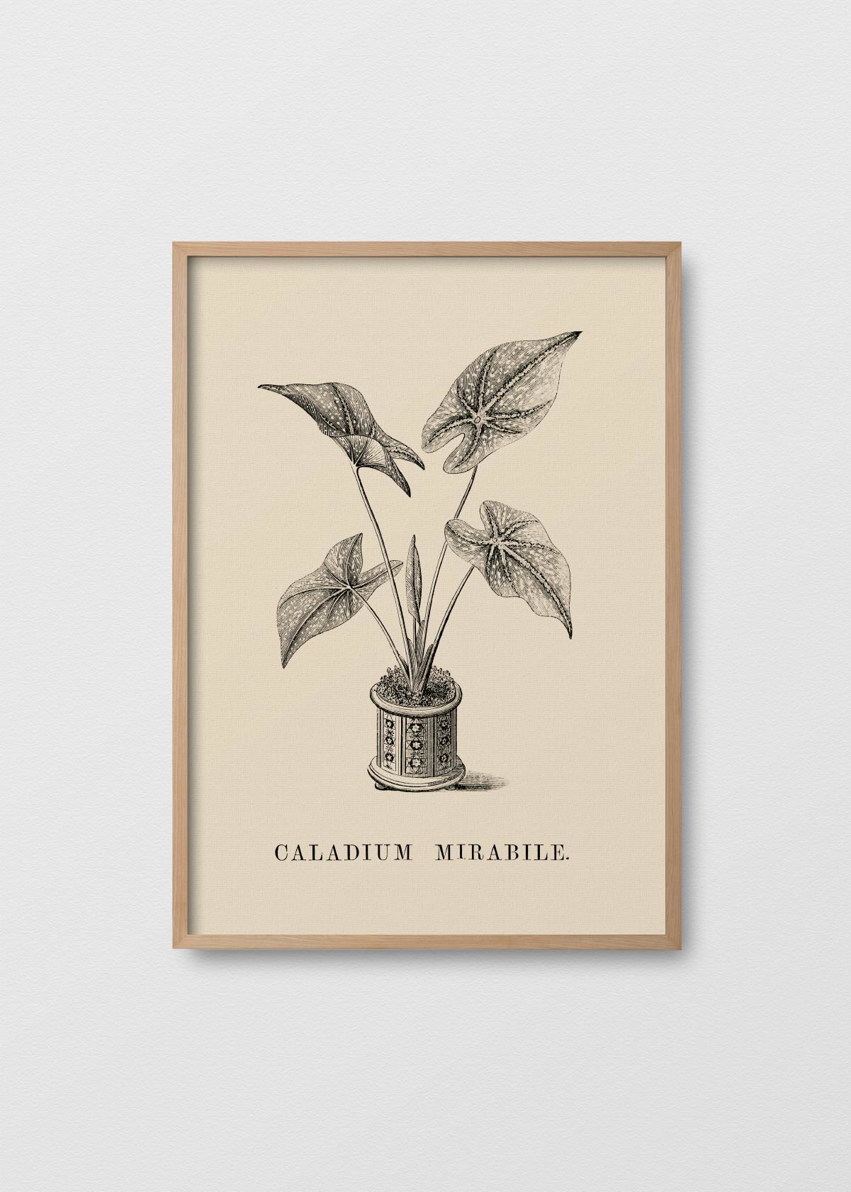 Caladium Mirabile - Testimoniaprints
