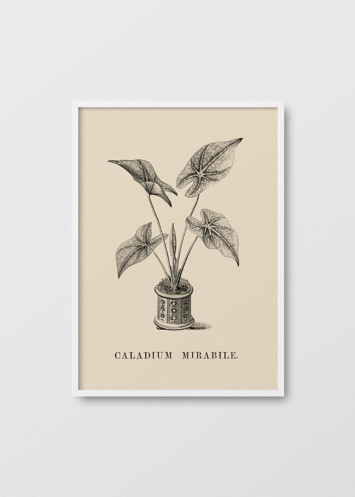 Caladium Mirabile - Testimoniaprints
