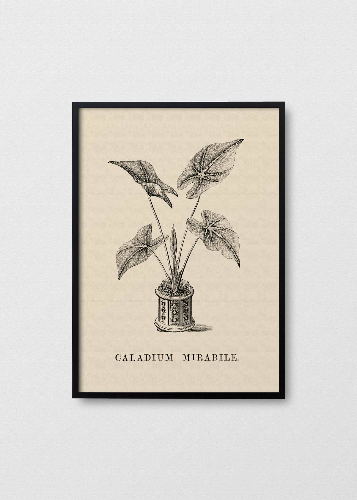Caladium Mirabile - Testimoniaprints