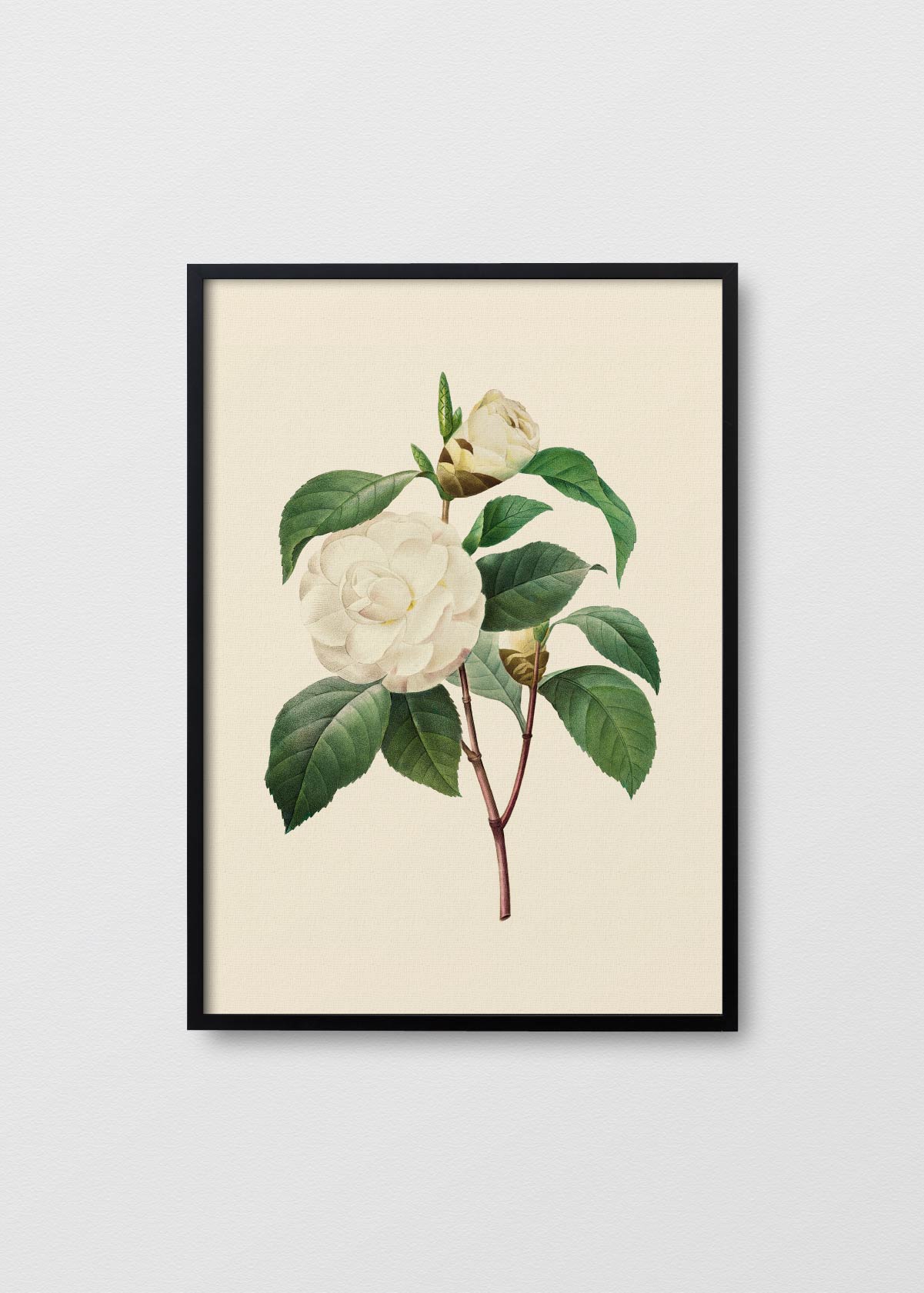 Camelia Alba - Testimoniaprints
