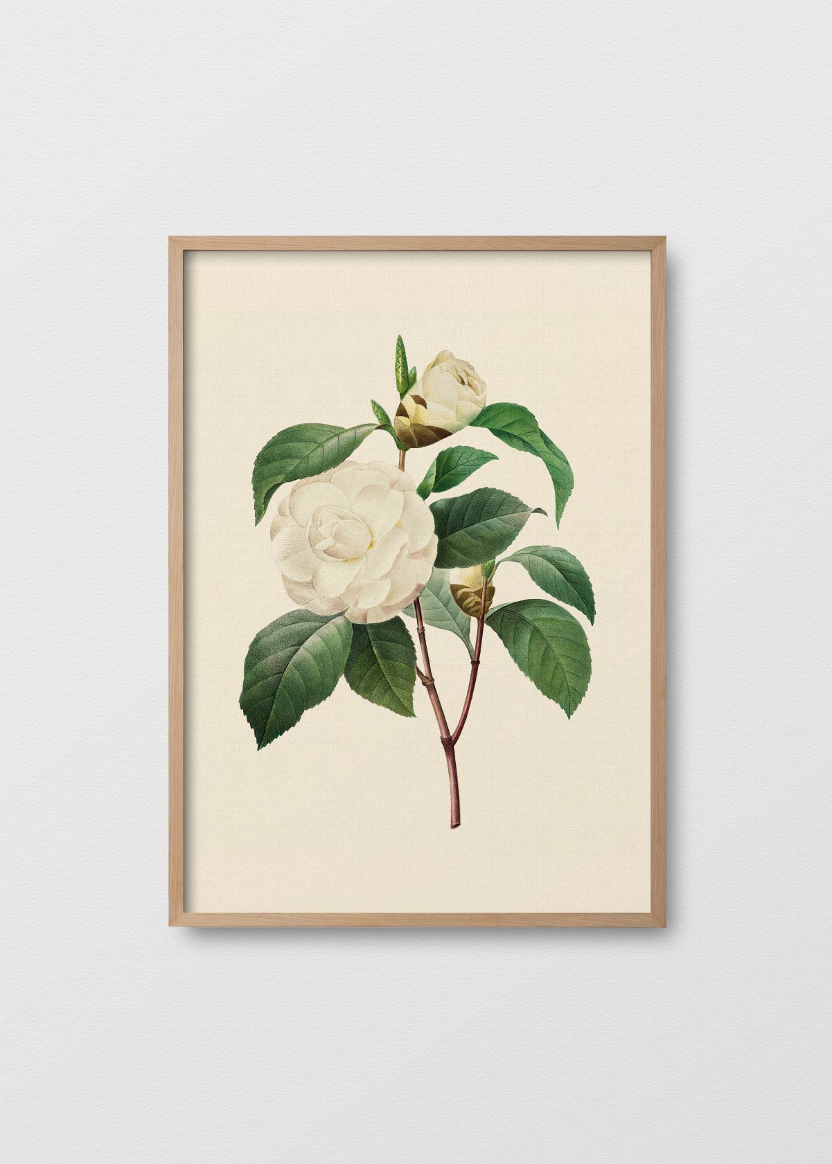 Camelia Alba - Testimoniaprints