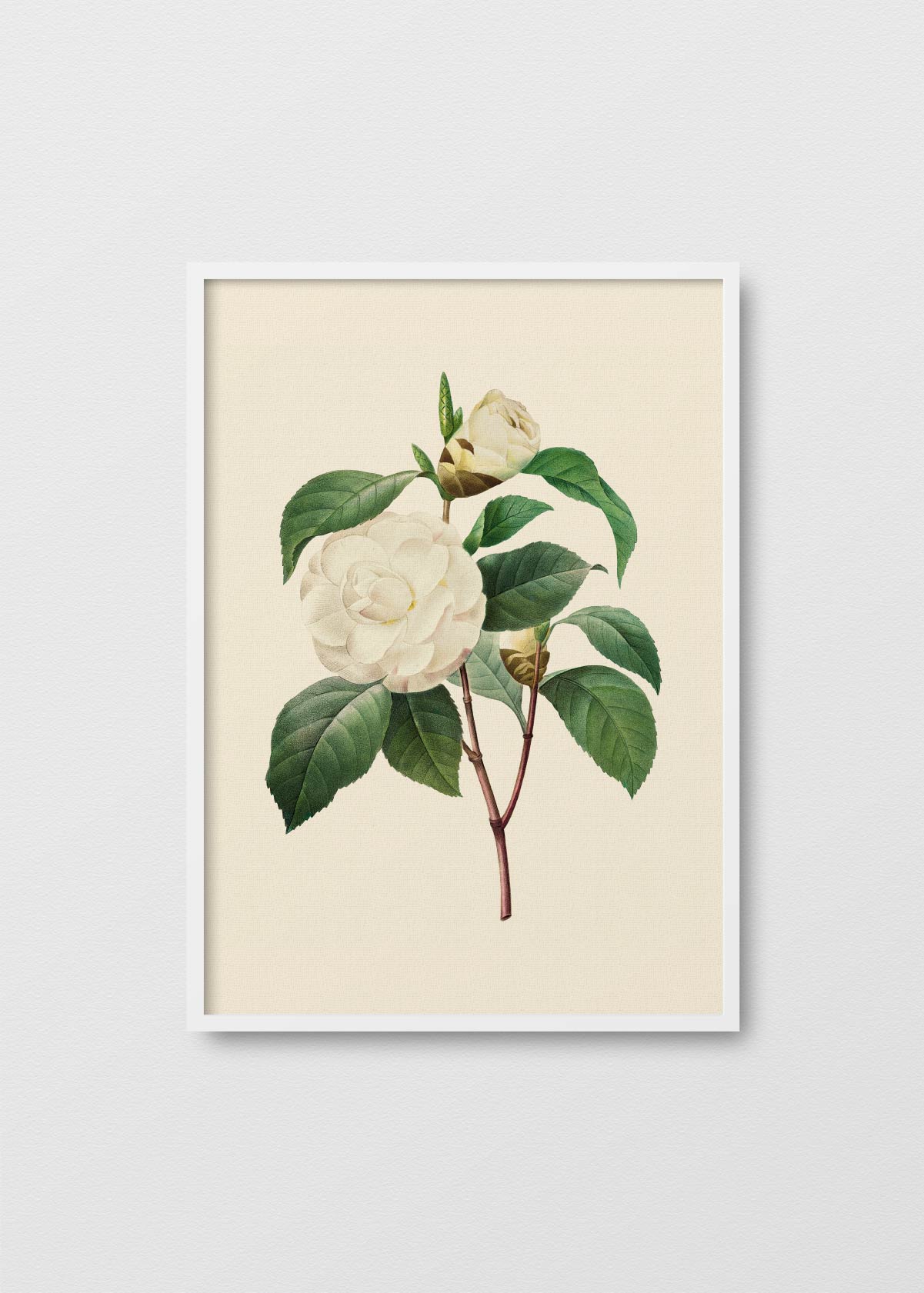 Camelia Alba - Testimoniaprints