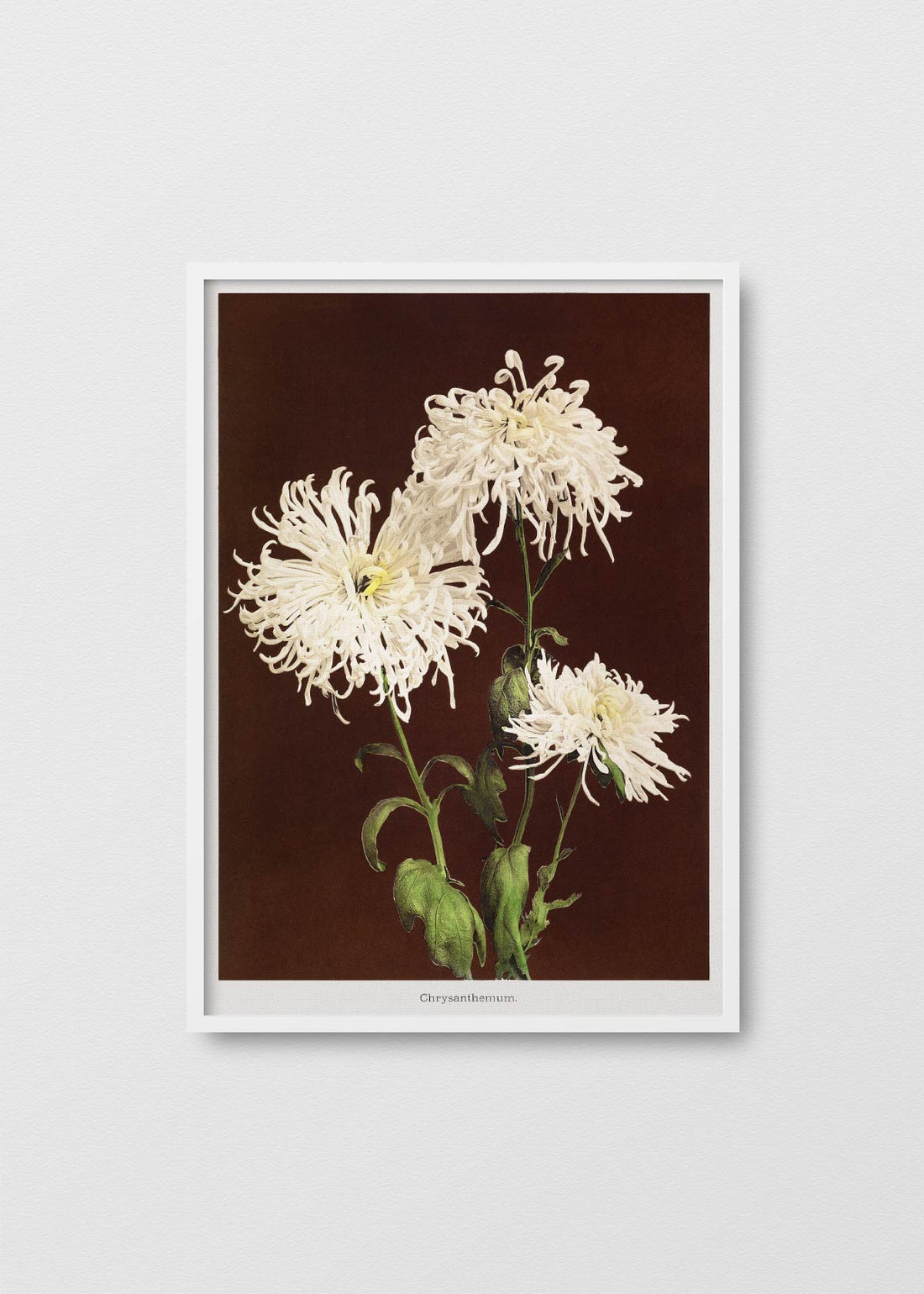 Chrysanthemum - Testimoniaprints