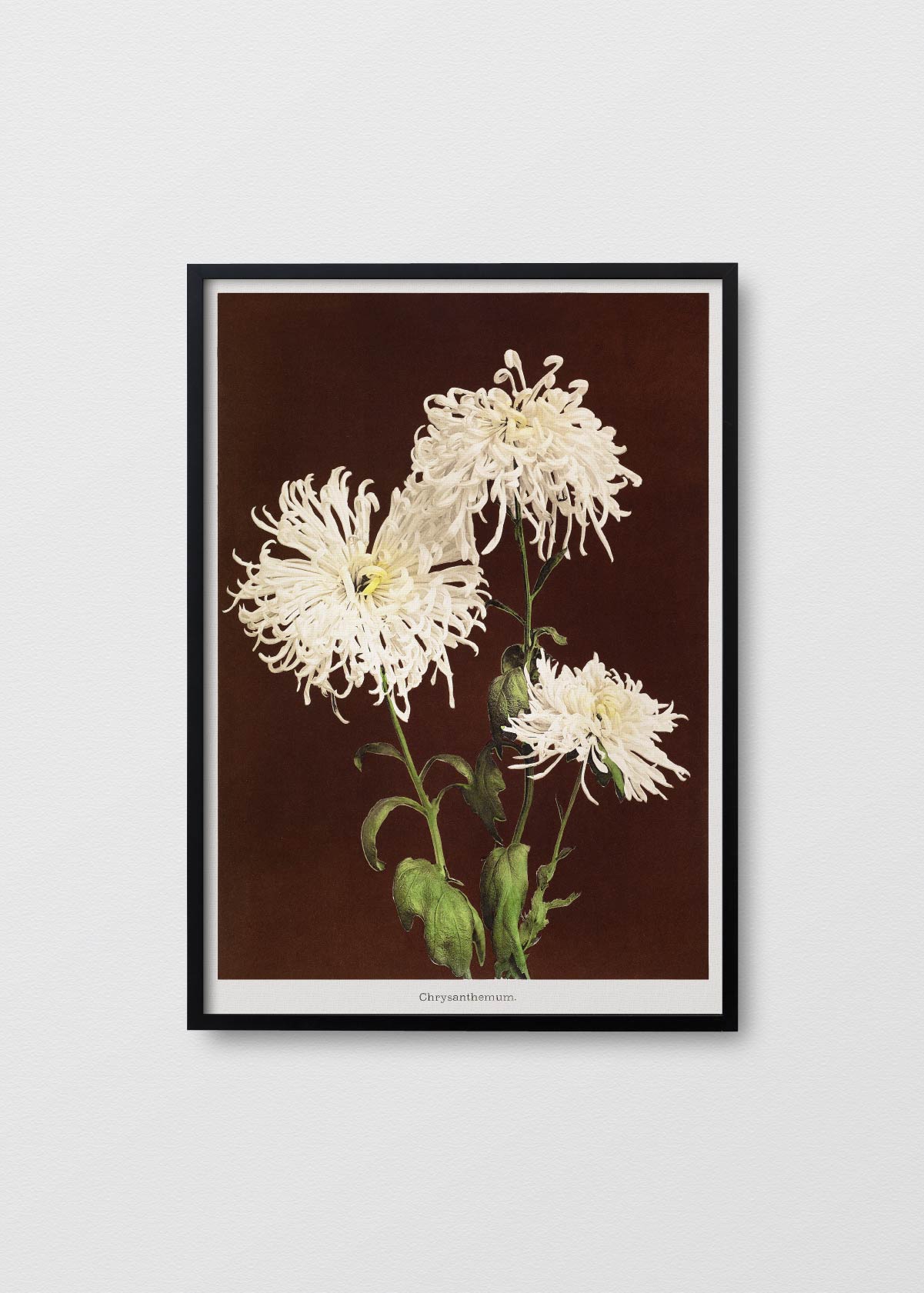 Chrysanthemum - Testimoniaprints