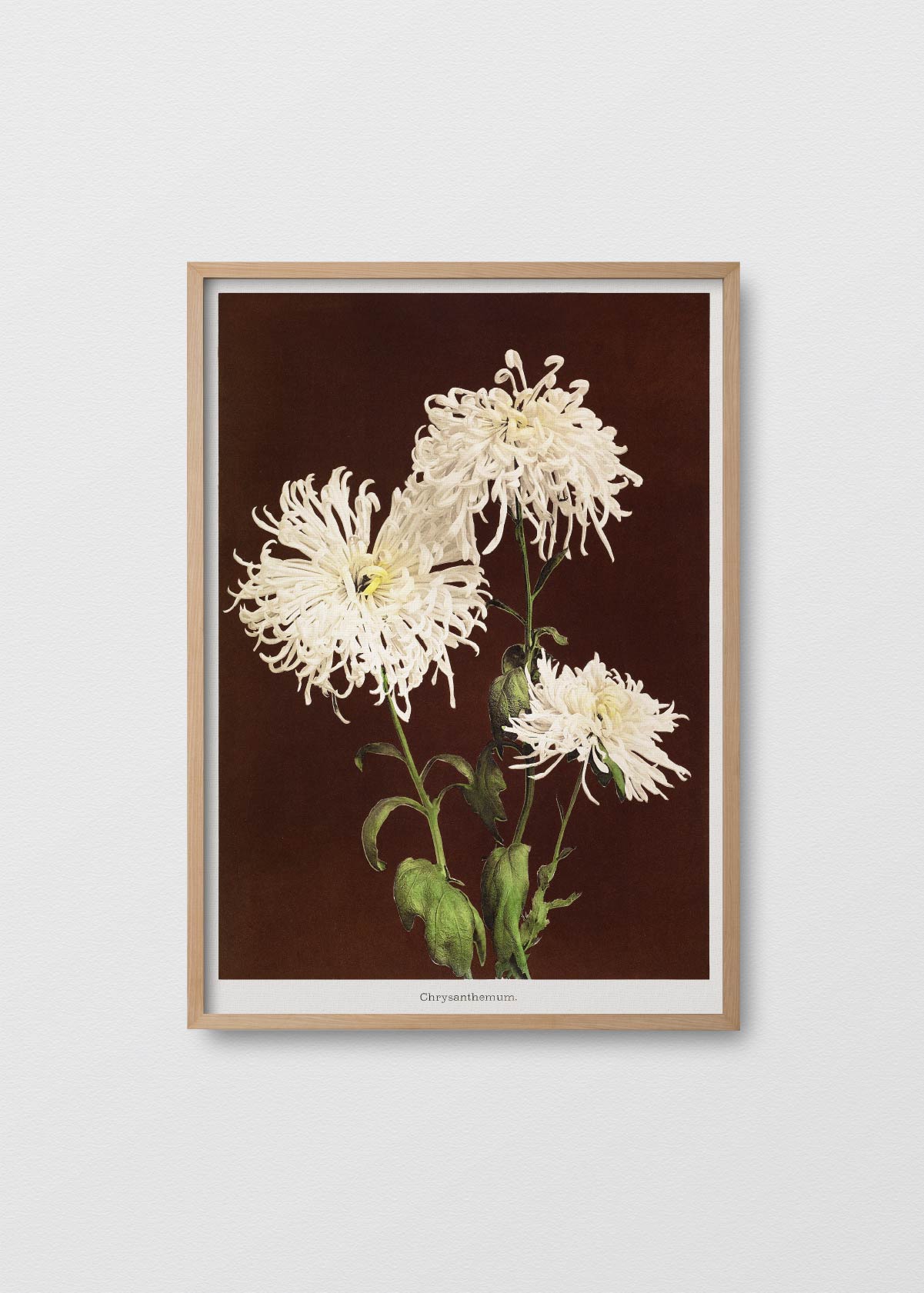 Chrysanthemum - Testimoniaprints