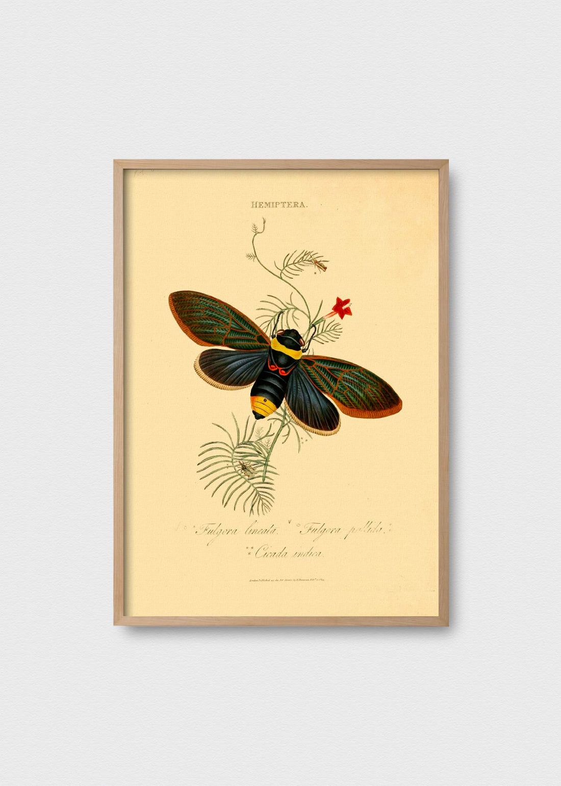 Cicada Indica - Testimoniaprints